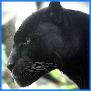 Shaolin Panther Kung Fu